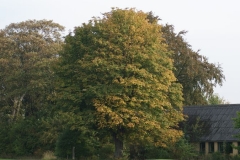 DSC00334